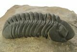 Detailed Reedops Trilobite - Atchana, Morocco #376999-1
